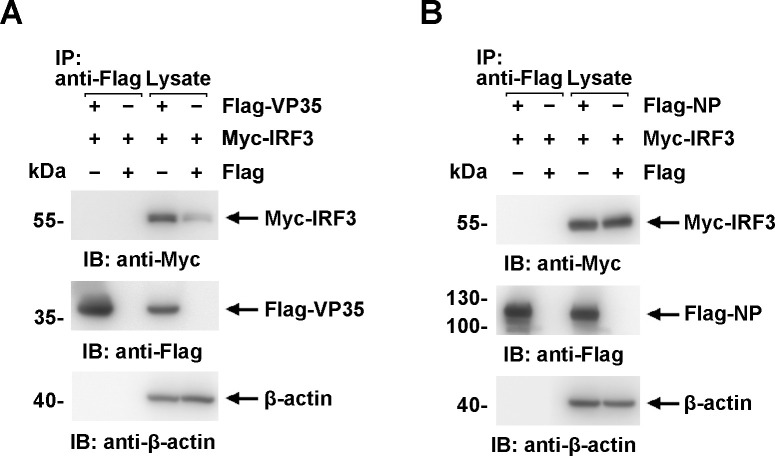 Figure 5—figure supplement 1.