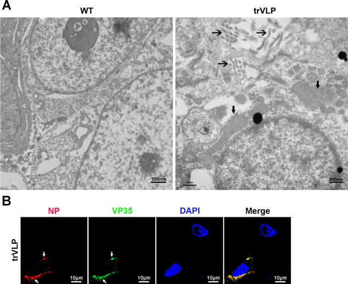 Figure 1—figure supplement 1.