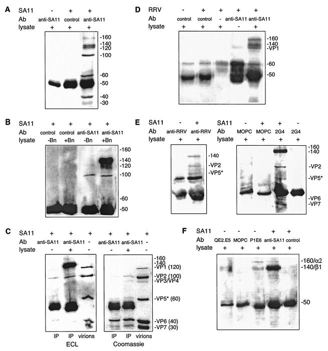 FIG.1.