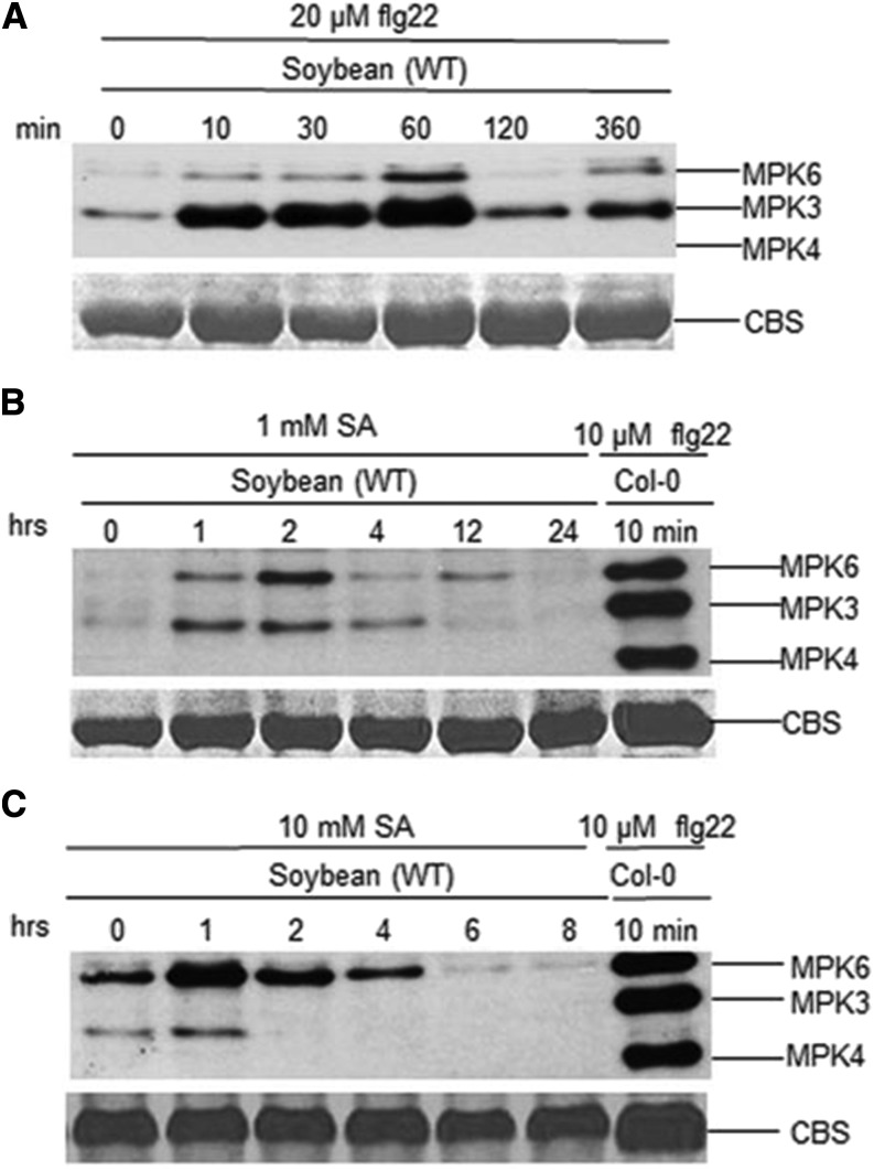 Figure 9.