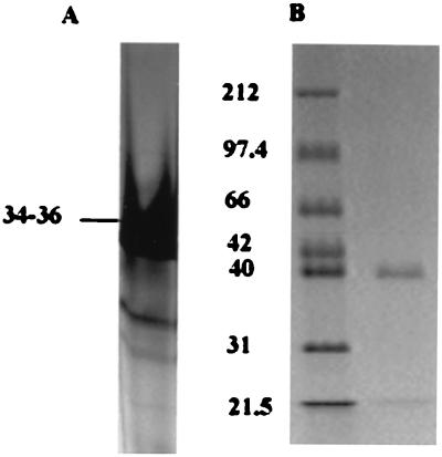 FIG. 7