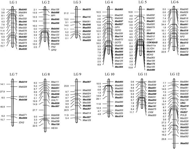 Figure 4.—