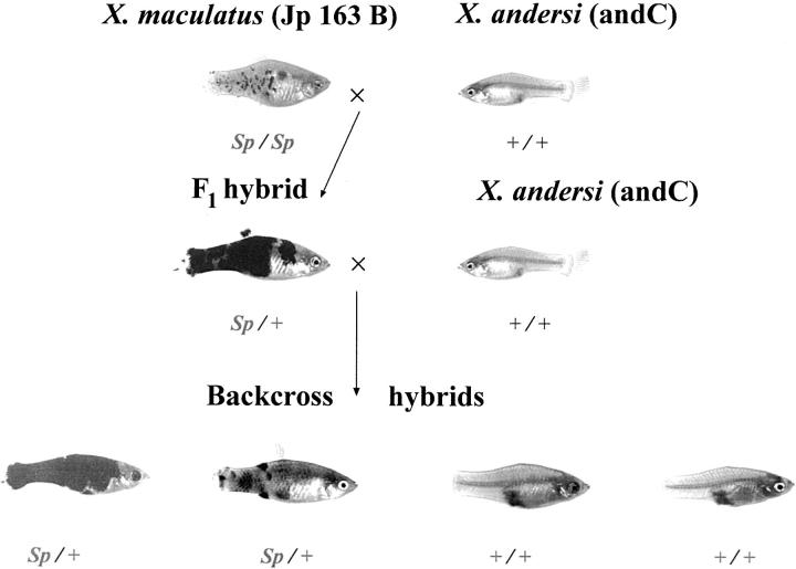 Figure 1.—