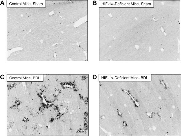 Fig. 11