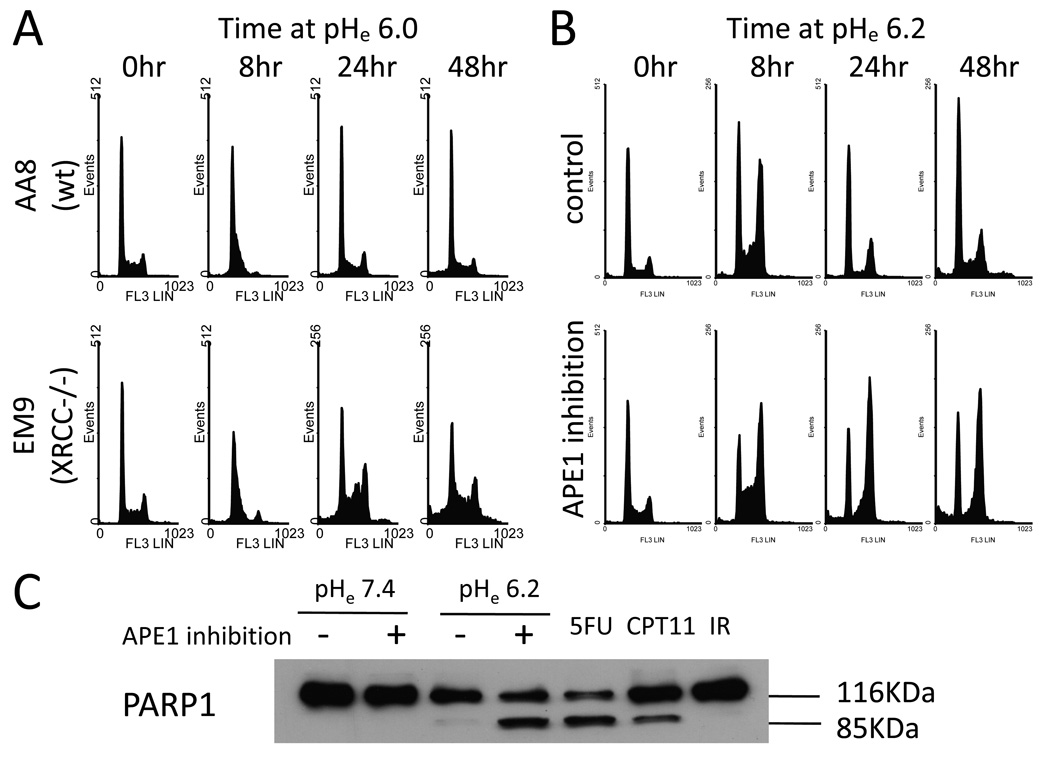 Fig. 6