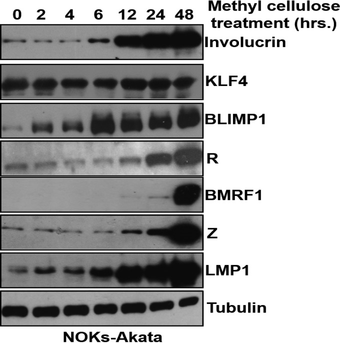 FIG 6