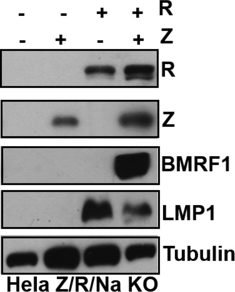 FIG 2