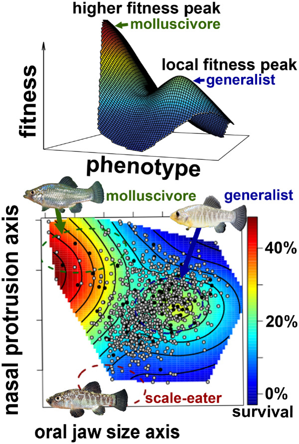 Fig. 2