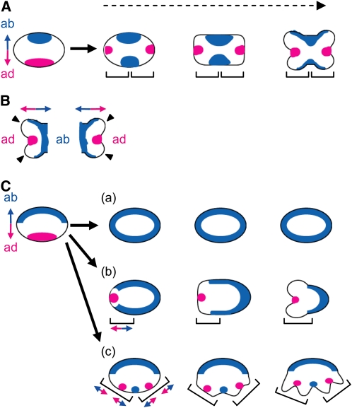 Figure 7.