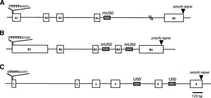 FIGURE 1.