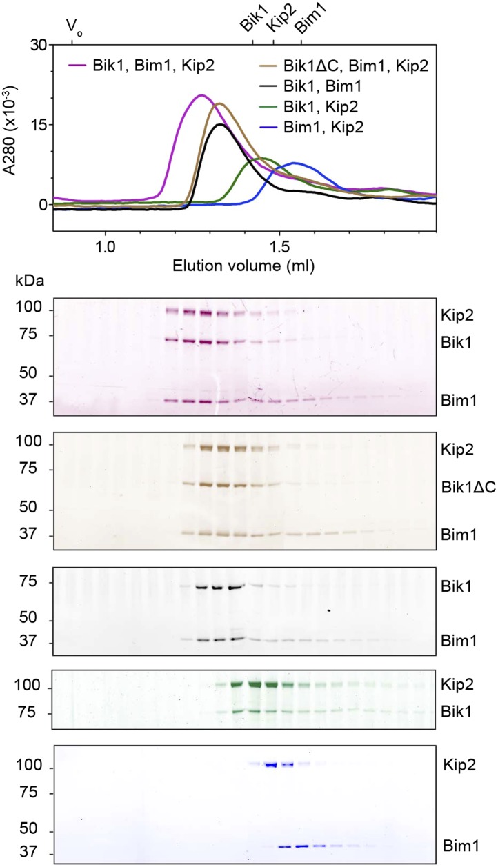 Figure 1—figure supplement 1.