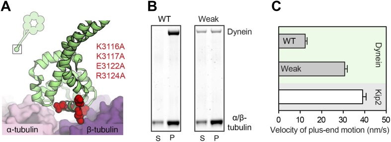 Figure 2—figure supplement 2.