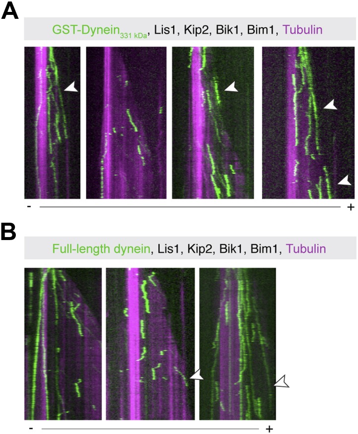 Figure 2—figure supplement 1.