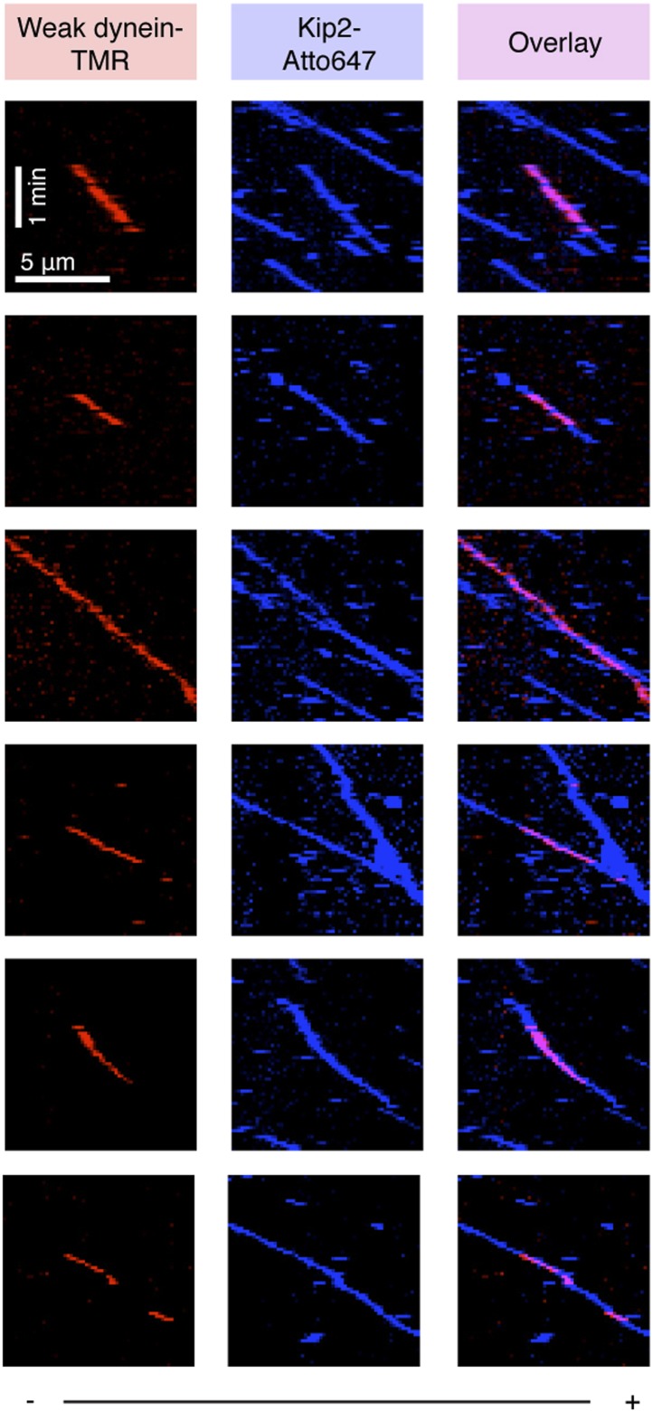 Figure 2—figure supplement 3.