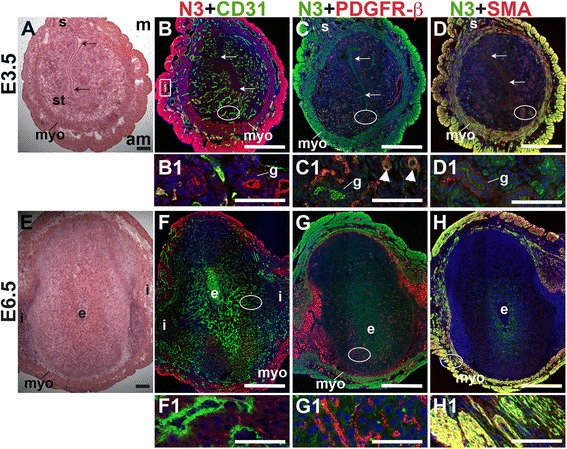 Fig. 8