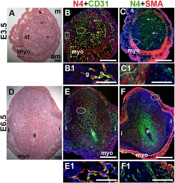 Fig. 6