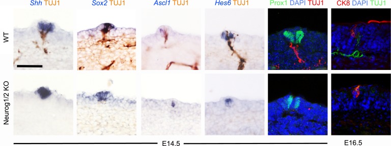 Figure 1—figure supplement 2.