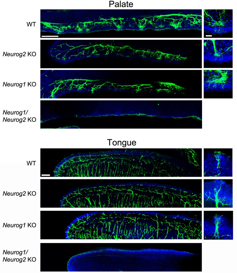 Figure 1—figure supplement 1.