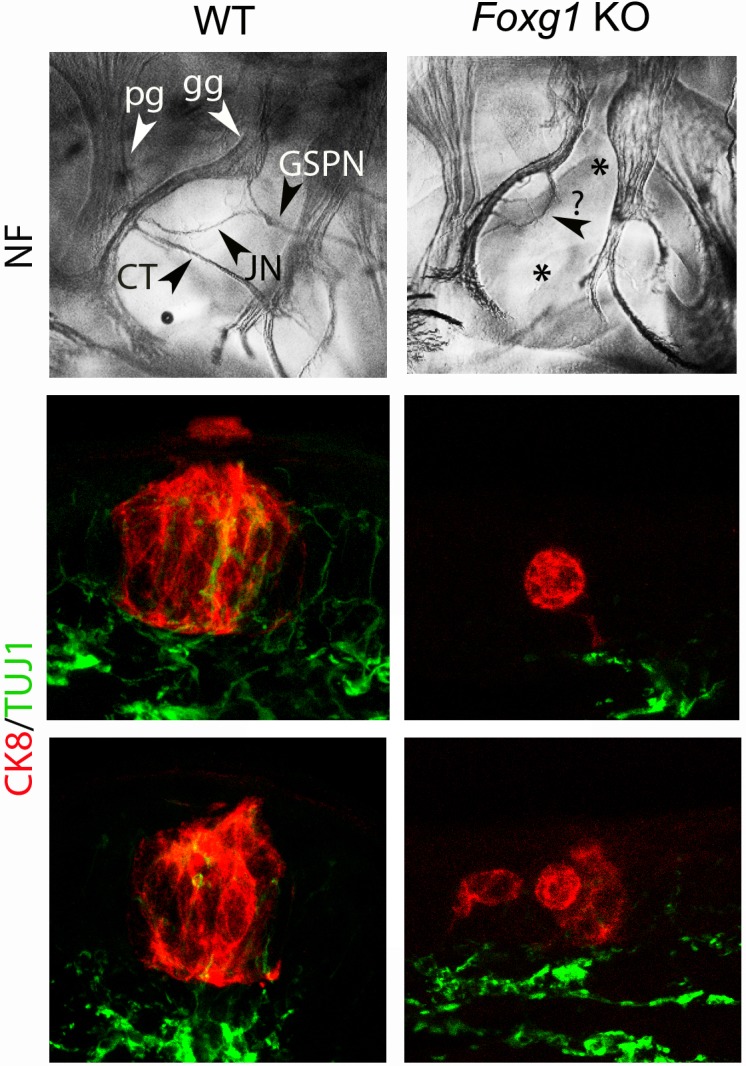 Figure 2—figure supplement 2.