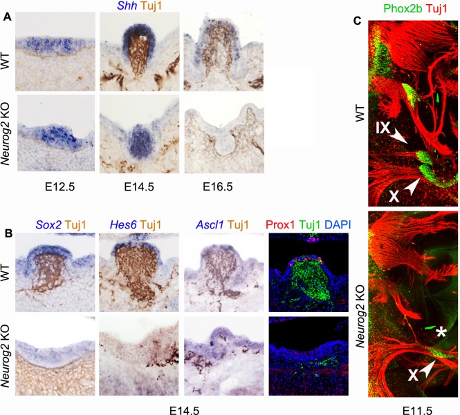 Figure 1—figure supplement 3.