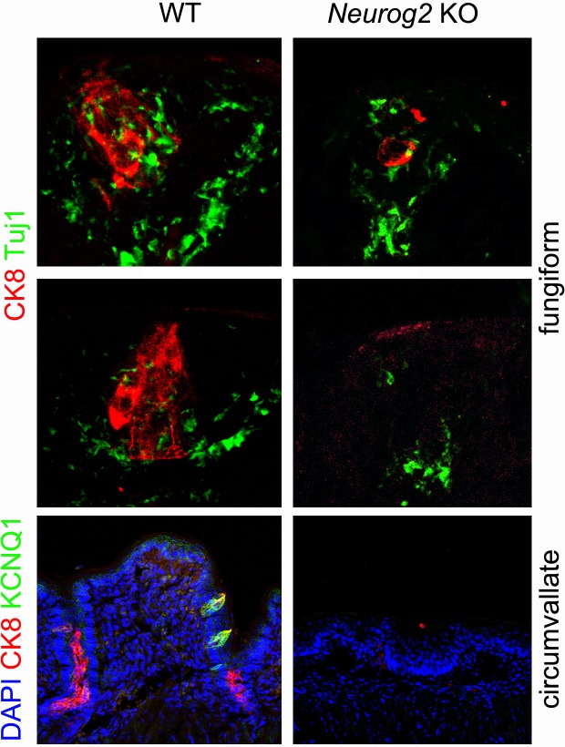 Figure 2—figure supplement 1.