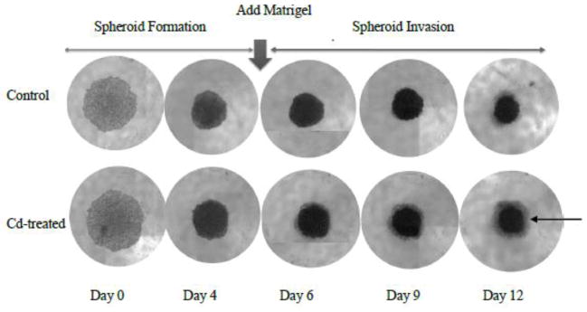 Fig. 8