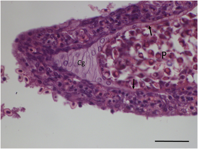 Fig. 7