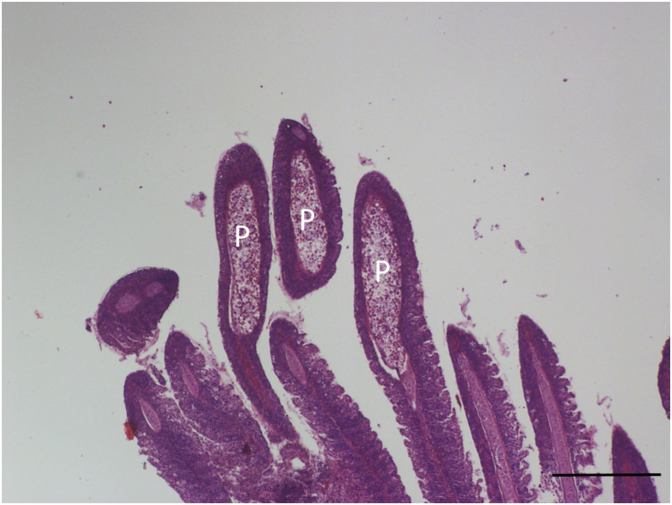 Fig. 5