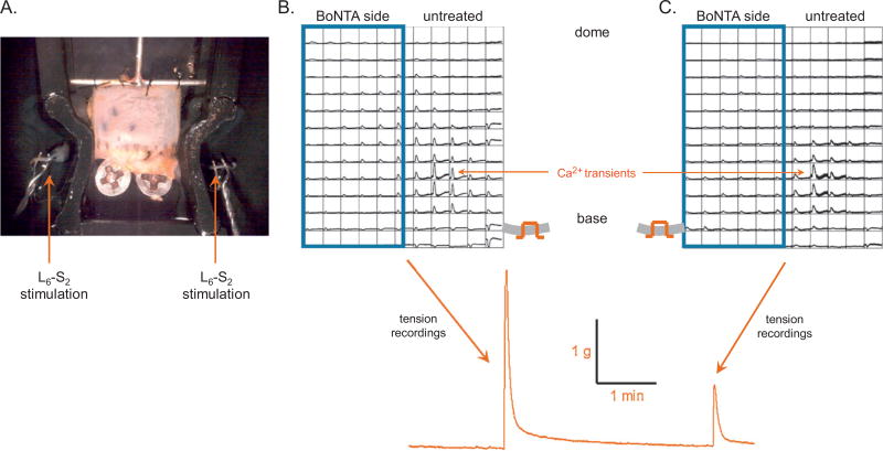 Fig. 3