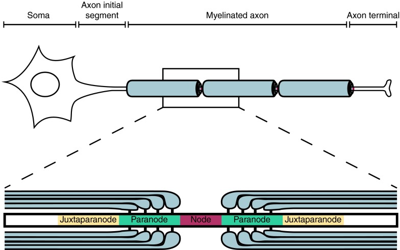 Fig. 1