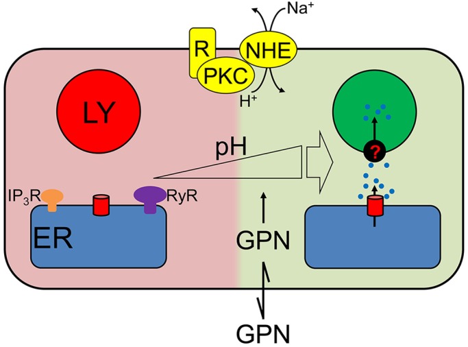 Fig. 7.