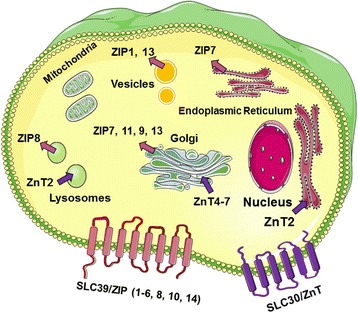 Fig. 1