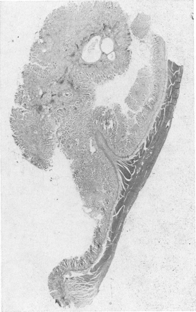 Fig. 33