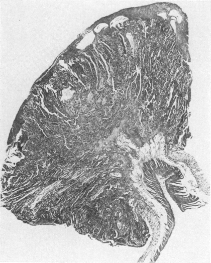 Fig. 37