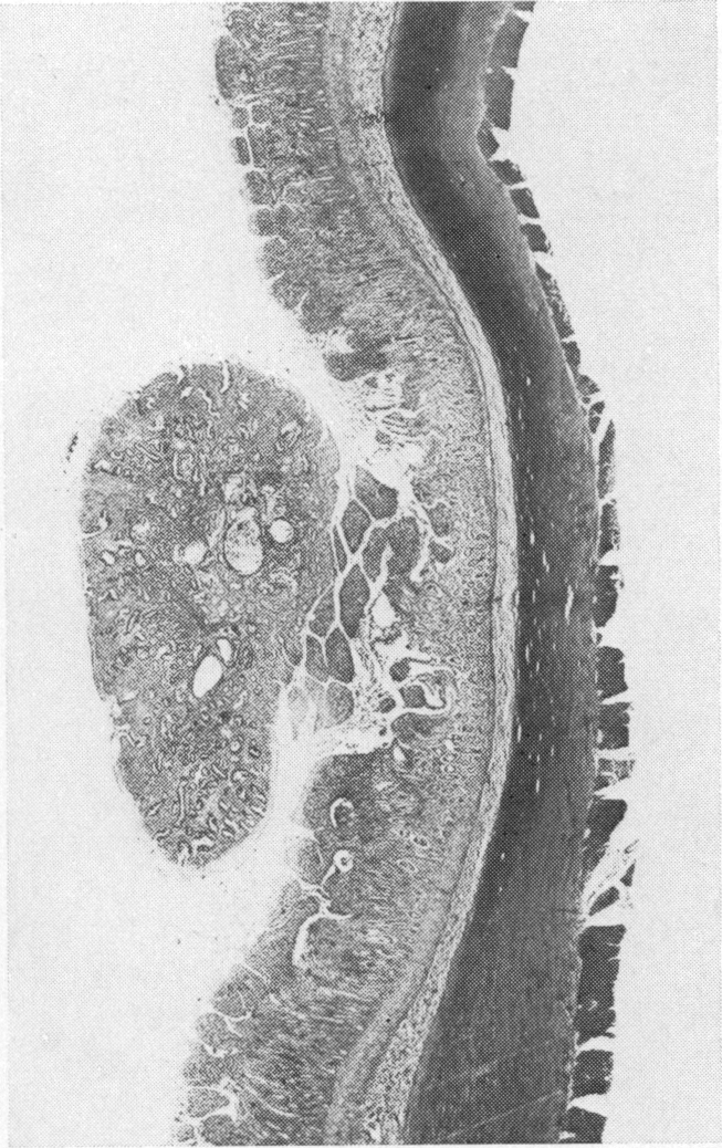 Fig. 35