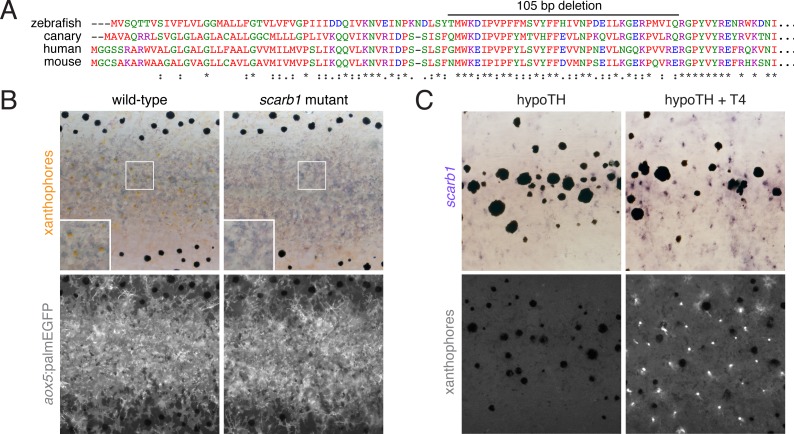 Figure 6—figure supplement 3.