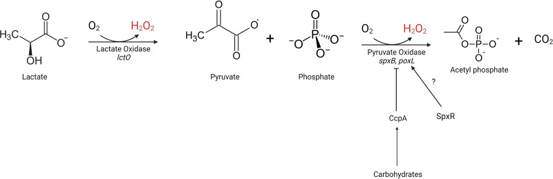 FIG 1
