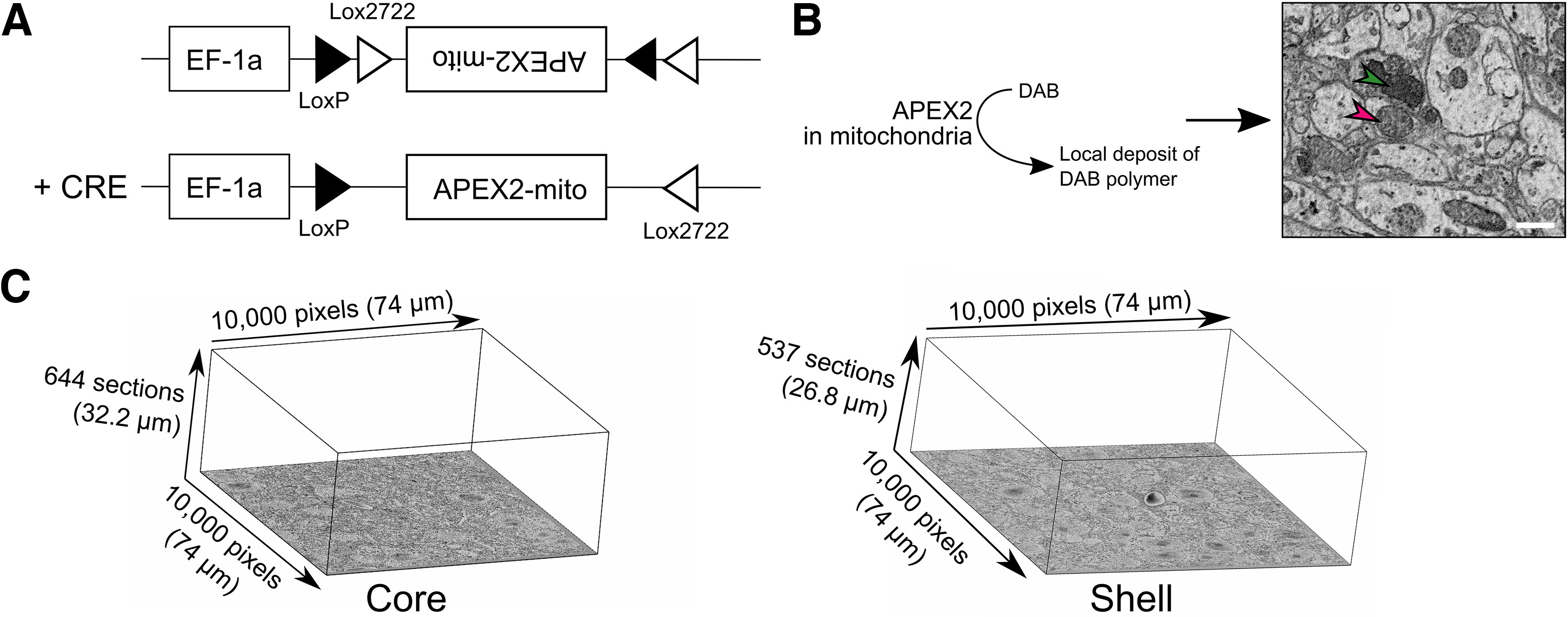 Figure 1.