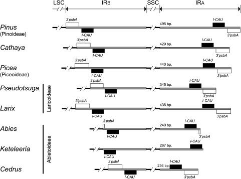 FIG. 3.—