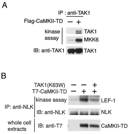 FIG. 2.