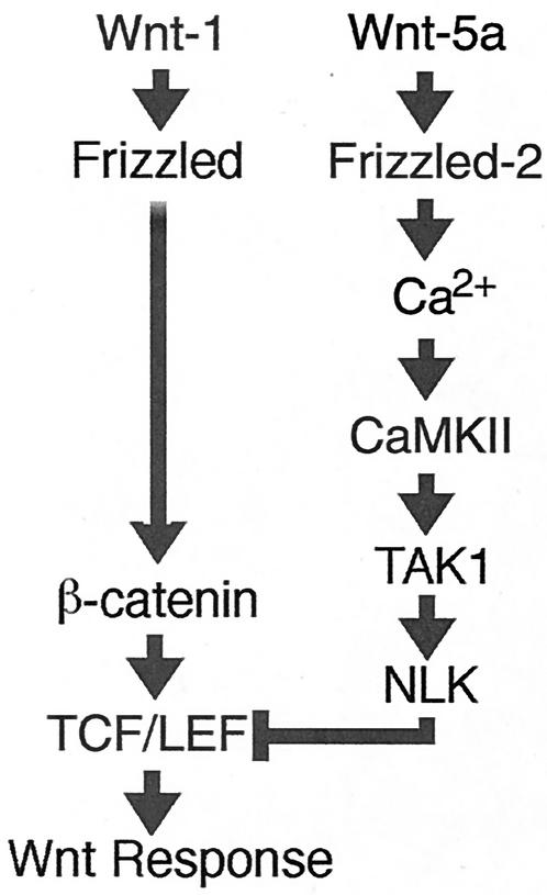 FIG. 8.