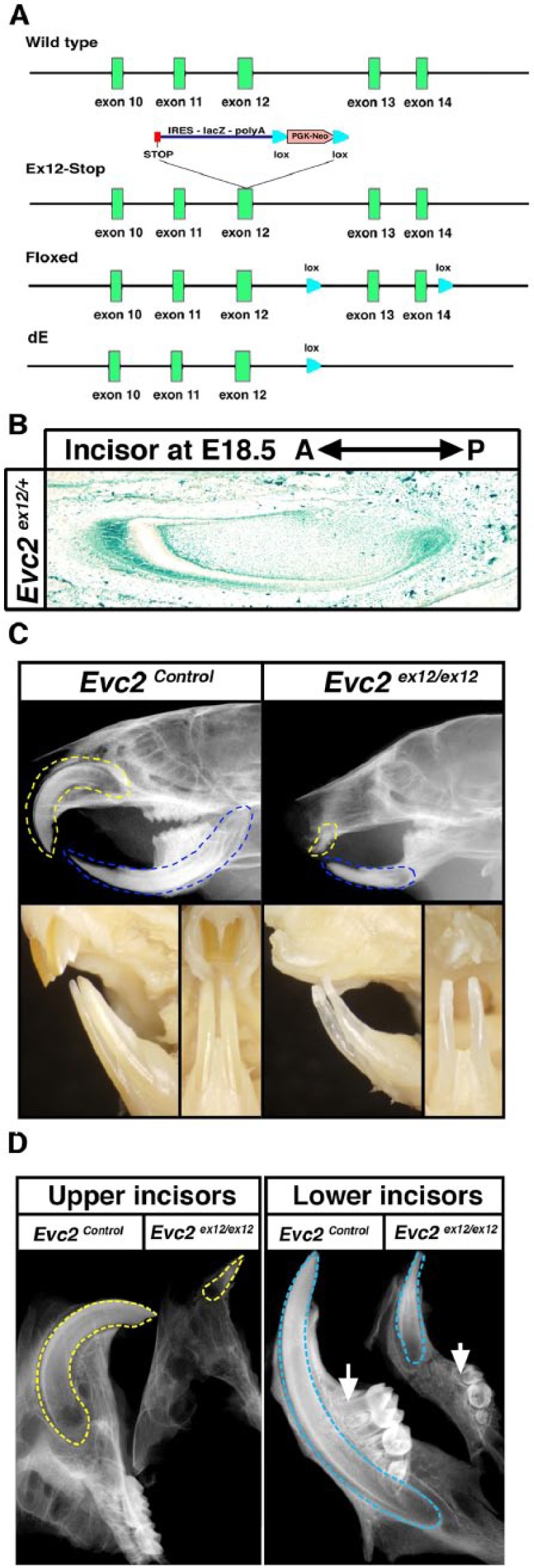 Figure 1.