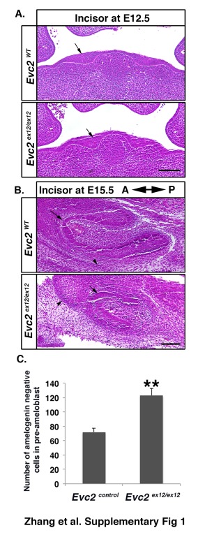 graphic file with name Appendix_Figure.jpg