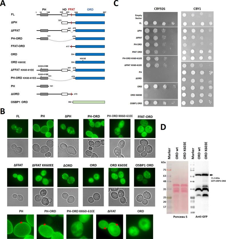 Fig 4