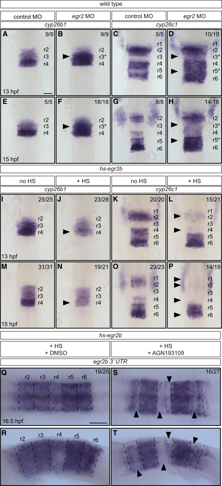 Figure 5