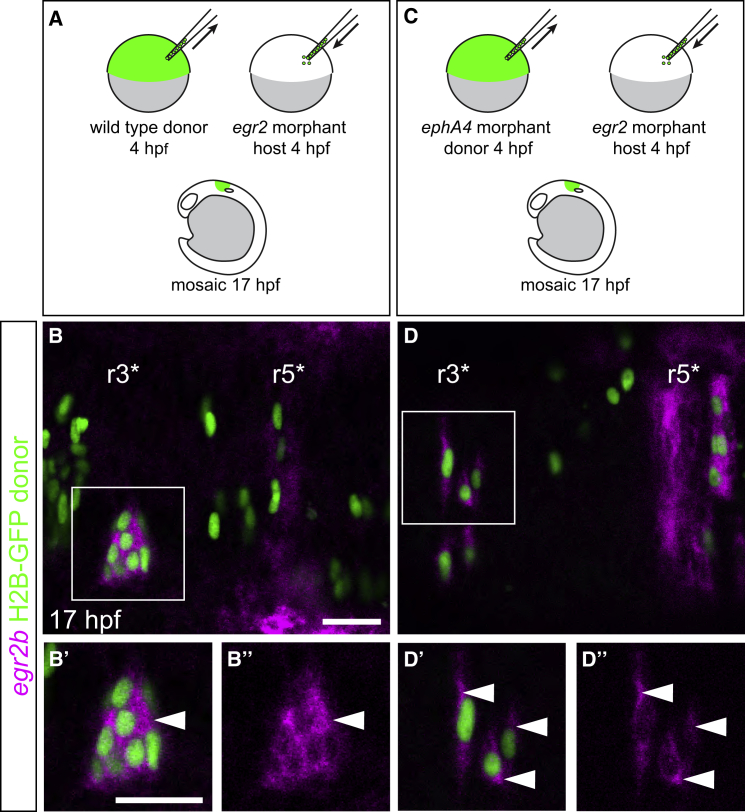 Figure 4