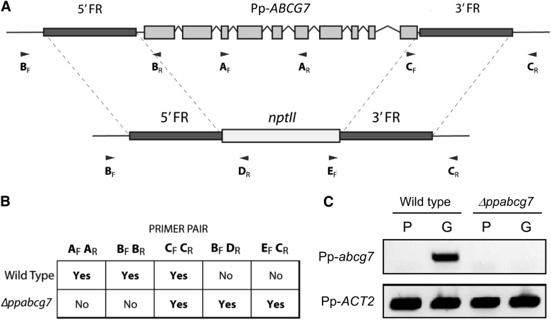 Figure 6.