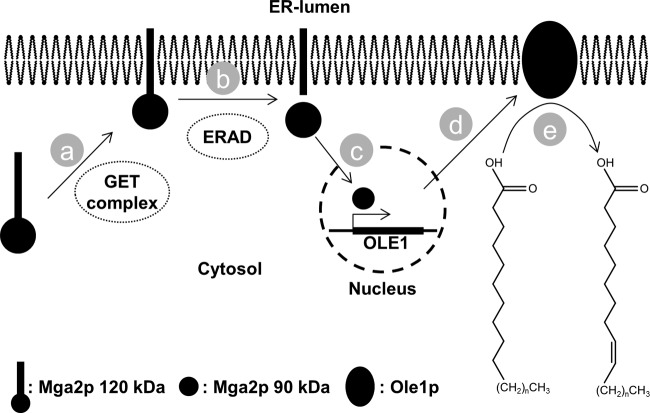 FIG 4