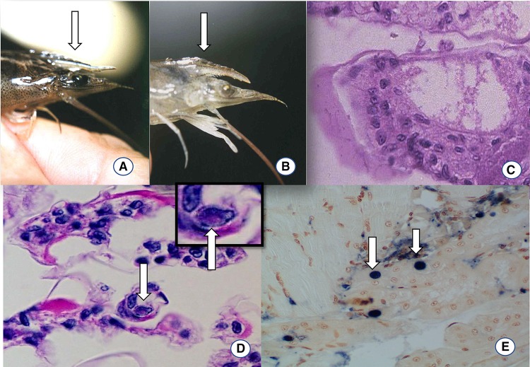 Fig. 4