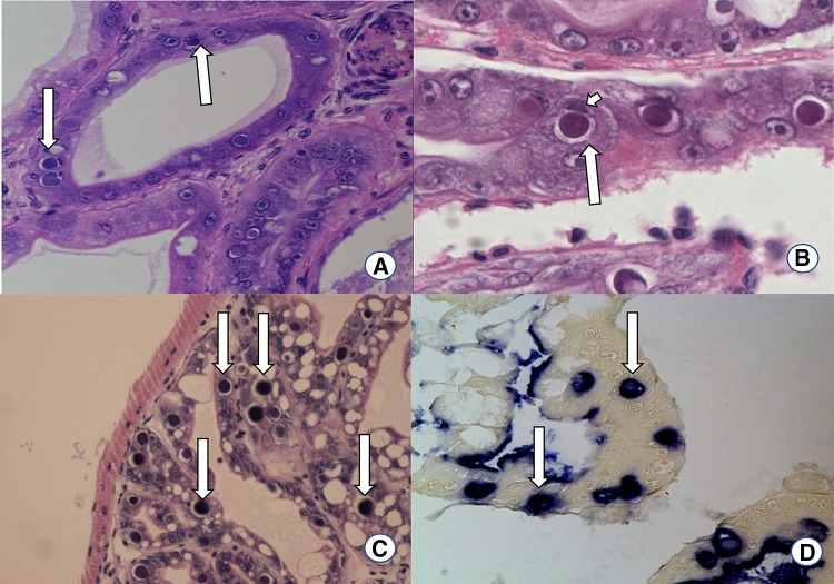 Fig. 7